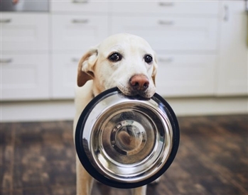 Aç Köpek Fırın Deler atasözünün anlamı nedir.