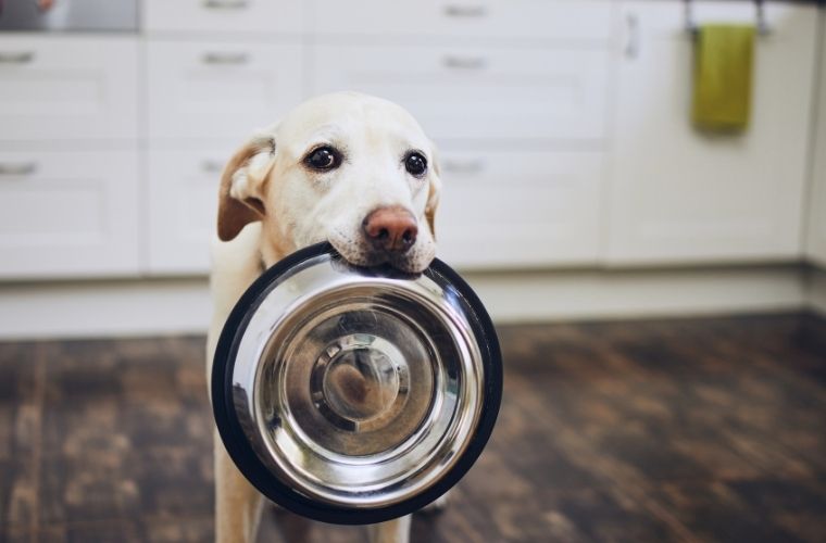 Aç Köpek Fırın Deler atasözünün anlamı nedir. Aç Köpek Fırın Deler atasözü ne demek.