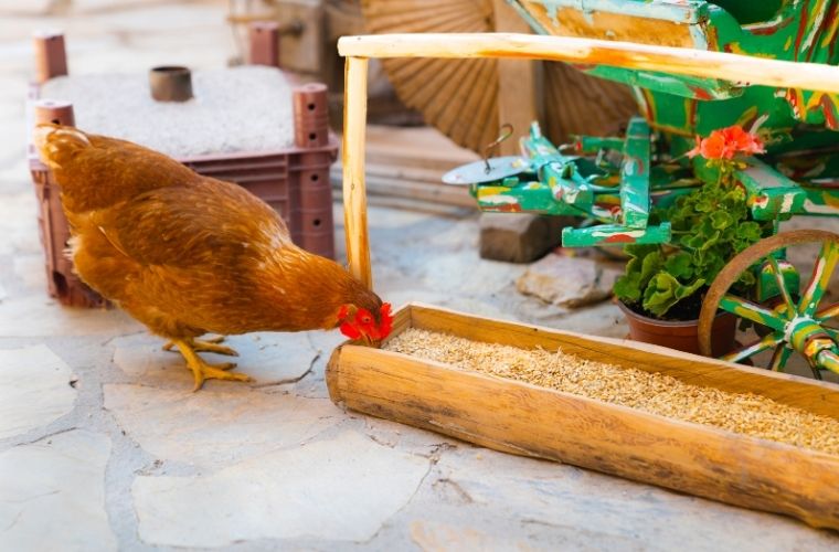 Aç Tavuk Kendini Buğday Ambarında Sanır atasözünün anlamı nedir. Aç Tavuk Kendini Buğday Ambarında Sanır atasözü ne demek.