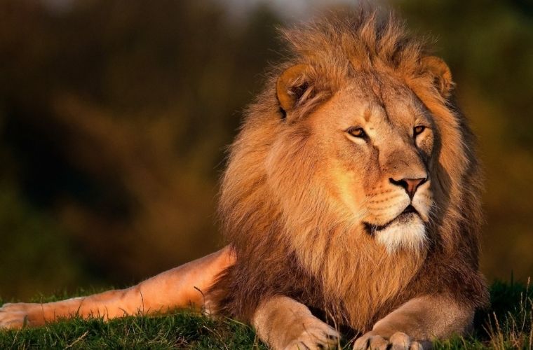 Aslan Kocayınca Sıçan Deliği Gözetir atasözünün anlamı nedir. Aslan Kocayınca Sıçan Deliği Gözetir atasözü ne demek.