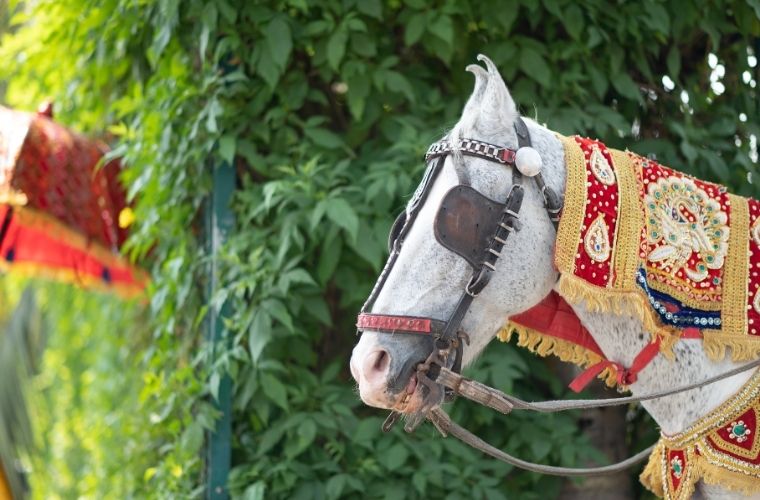 Gelin Ata Binmiş, Ya Nasip Demiş atasözünün anlamı.