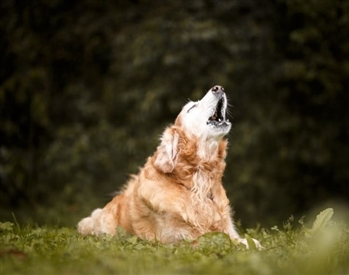 Havlayan Köpek Isırmaz atasözü ne demek.