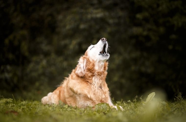 Havlayan Köpek Isırmaz atasözünün anlamı.