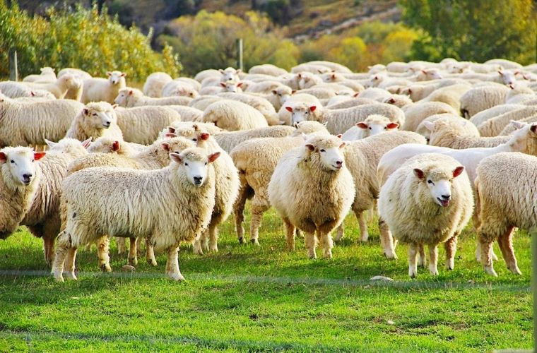 Her Koyun Kendi Bacağından Asılır atasözünün anlamı nedir. Her Koyun Kendi Bacağından Asılır atasözü ne demek.