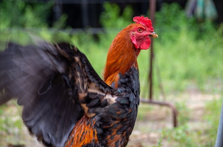 Horoz Ölür Gözü Çöplükte Kalır atasözünün anlamı nedir. Horoz Ölür Gözü Çöplükte Kalır atasözü ne demek.