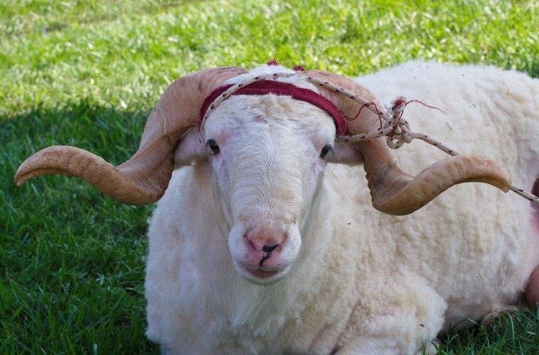 Kurban fıkhı. Kurban ibadeti hakkında bilgiler. Kurban hakkında fıkhi hükümler.