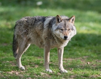 Kurt Kocayınca Köpeğin Maskarası Olur atasözünün anlamı nedir.