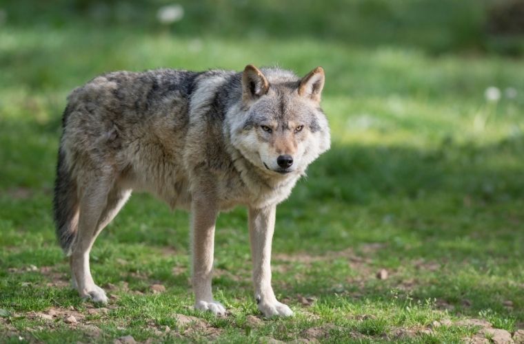 Kurt Kocayınca Köpeğin Maskarası Olur atasözünün anlamı nedir. Kurt Kocayınca Köpeğin Maskarası Olur atasözü ne demek.