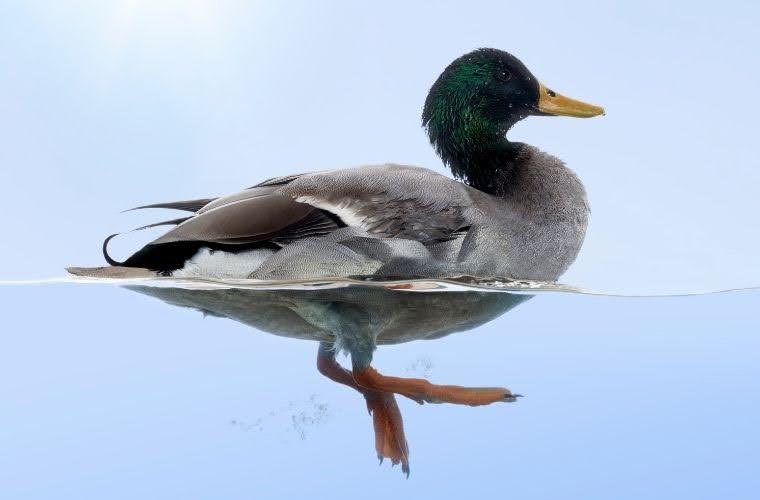 Ördek Sendromu nedir. Ördek Sendromu ne demek. Ördek Sendromu neden olur.