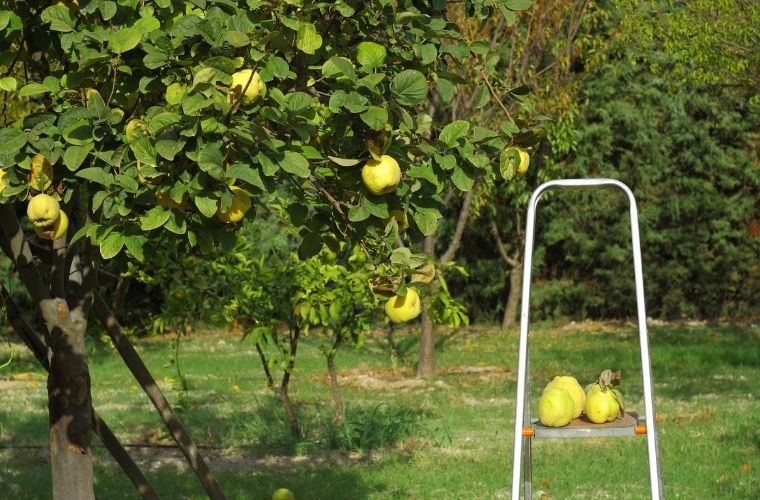 Rüyada ağaca çıkarak meyve toplamak. Rüyada ağaca çıkarak meyvenin toplamanın manası ve tabiri.