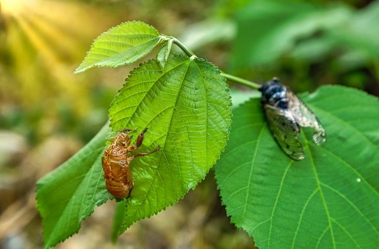 Rüyada ağustos böceği görmek. Rüyada ağustos böceği görmenin manası ve tabiri.