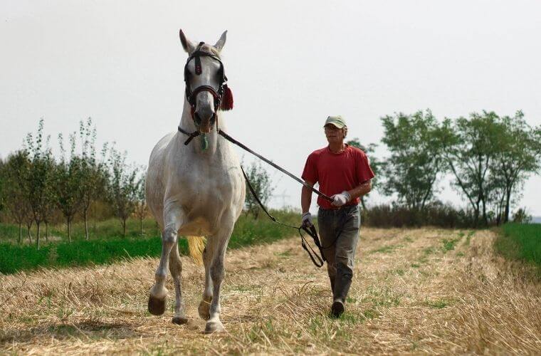 Rüyada at satın almak. Rüyada at sahibi olmak. Rüyada at satmak. Rüyada at sahiplenmek.