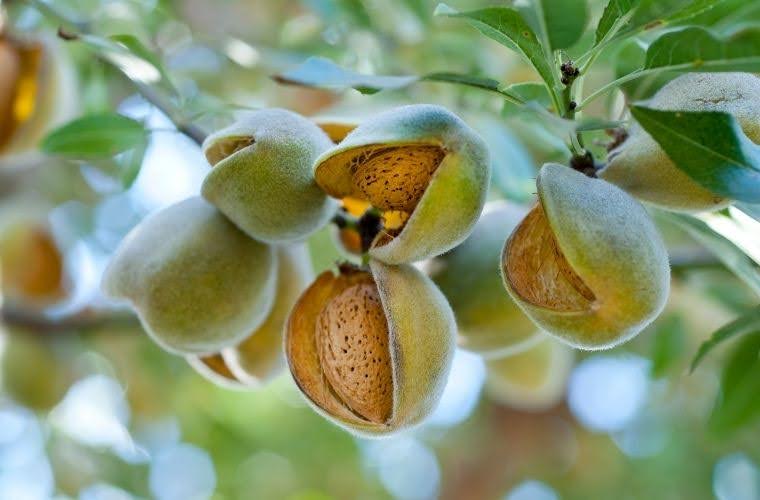 Rüyada badem görmenin anlamı. Rüyada badem ağacı, badem yağı, badem yaprağı görmenin anlamı ve tabirleri.