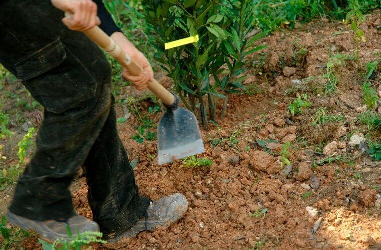 Rüyada çapa yapmak ne anlama gelir. Rüyada çapa yaptığını görmek. Rüyada çapa yapan birini görmek. Rüyada tarla bahçe çapalamak.