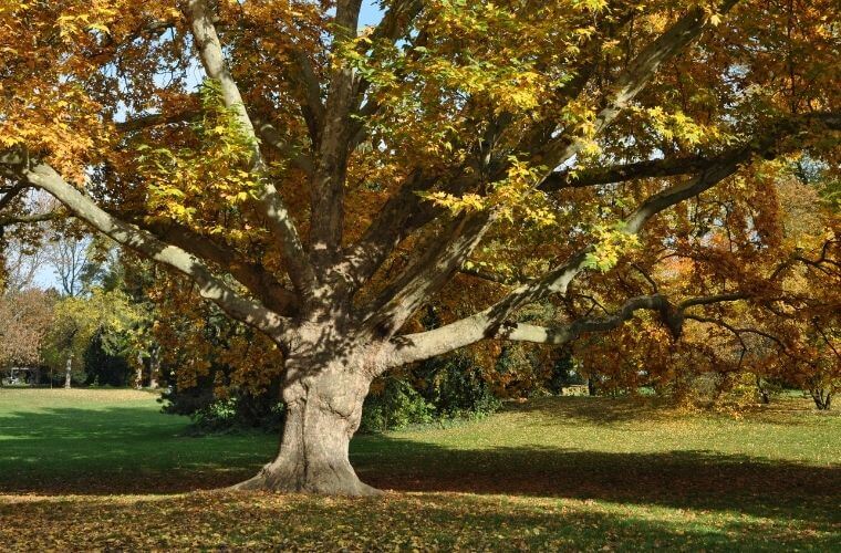 Rüyada çınar ağacı görmek. Rüyada çınar ağaçları görmek. Rüyada çınar ağacının devrilmesi. Rüyada çınar ağacı.