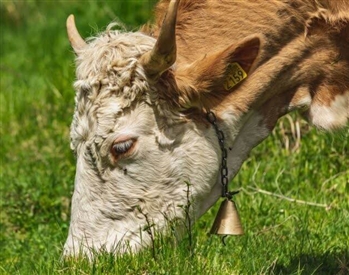 Rüyada çıngırak görmek ne anlama gelir.