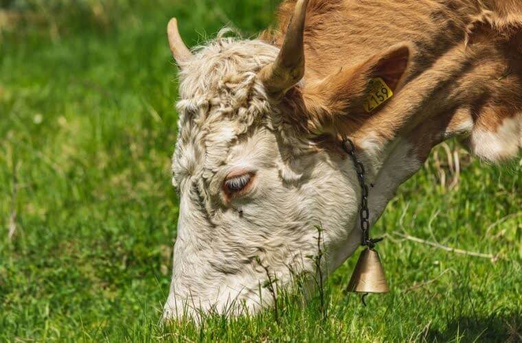 Rüyada çıngırak görmek ne anlama gelir. Rüyada çıngırak sesi duymak. Rüyada çıngırak almak. Rüyada inek boynunda çıngırak görmek.