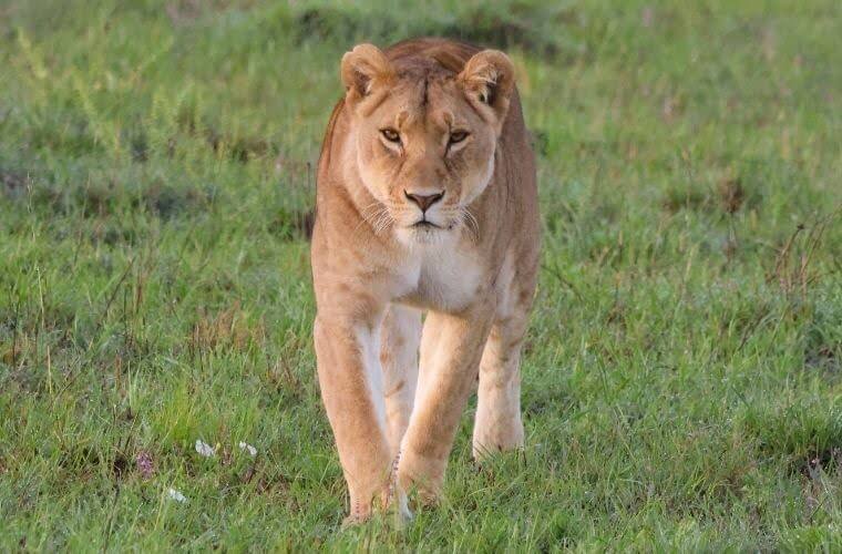 Rüyada dişi aslan görmek. Rüyada dişi aslan saldırması. Rüyada dişi aslan kovalaması.