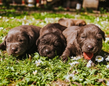 Rüyada köpek yavrusu görmek, rüyada enik sahibi görmek, rüyada enik doğurmak, rüyada enik beslemek. Rüyada enik tabirleri.