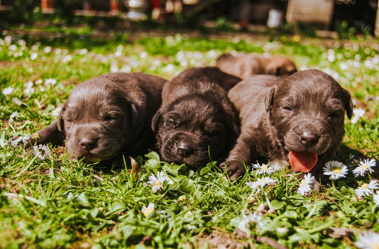 Rüyada enik görmek, rüyada köpek yavrusu görmek, rüyada enik sahibi görmek, rüyada enik doğurmak, rüyada enik beslemek. Rüyada enik tabirleri.