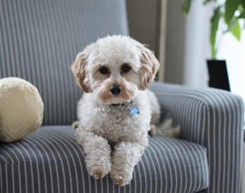 Rüyada fino köpeğiyle oynamak, rüyada fino köpeği beslemek. Rüyada fino köpeği tabirleri.