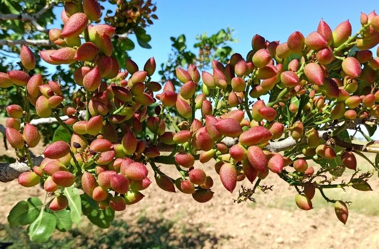 Rüyada fıstık ağacı görmek, rüyada fıstık ağacına tırmanmak, rüyada fıstık ağacından fıstık toplamak. Rüyada fıstık ağacı tabirleri.