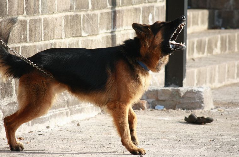 Rüyada köpek havlaması duymak, rüyada köpeğin birine havlaması, rüyada uzaktan köpek havlaması duymak. Rüyada havlamak tabirleri.