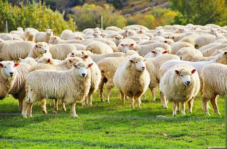 Rüyada koyun boğazlamak, rüyada hayvan boğazladığını görmek ne anlama gelir.