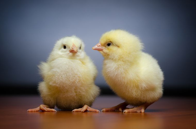 Rüyada hayvanların konuşması görmek, rüyada bir hayvanla konuşmak, rüyada hayvanların insan gibi konuşması, rüyada konuşan hayvanlarla sohbet etmek. Rüyada hayvanların konuşması tabirleri.