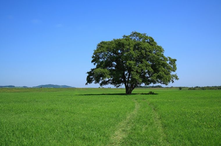  Rüyada büyük bir karaağaç görmek, rüyada karaağacın gölgesinde dinlenmek, rüyada karaağaç yapraklarına dokunmak. Rüyada karaağaç tabirleri.