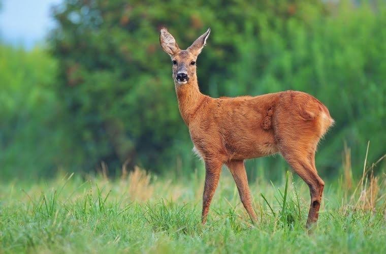 Rüyada karacayı doğada izlemek, rüyada karaca yavrusuna dokunmak, rüyada karaca ile göz göze gelmek. Rüyada karaca tabirleri.