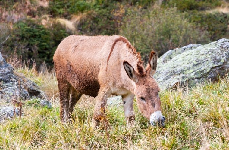 Rüyada katıra bindiğini görmek, rüyada katırın yük taşımasını izlemek, rüyada katırla uzun bir yola çıkmak. Rüyada katır tabirleri.