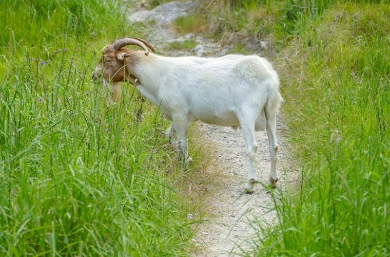 Rüyada keçi yolu görmek, rüyada dar ve taşlı bir keçi yolunda yürümek, rüyada keçi yolunun tehlikeli olduğunu hissetmek, rüyada keçi yolundan manzara izlemek. Rüyada keçi yolu tabirleri.