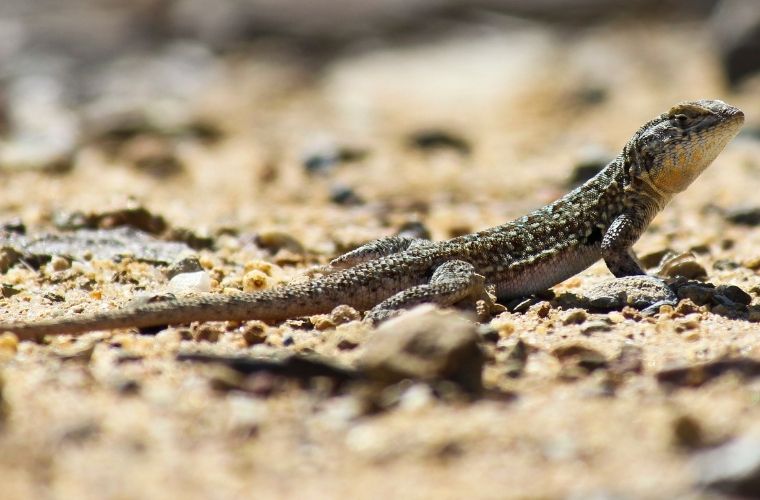 Rüyada kertenkele görmek, rüyada kertenkeleyi kovalarken görmek, rüyada kertenkele ısırığı hissetmek, rüyada kertenkele sürüsü görmek ve rüyada bir kertenkelenin kaçışını izlemek.