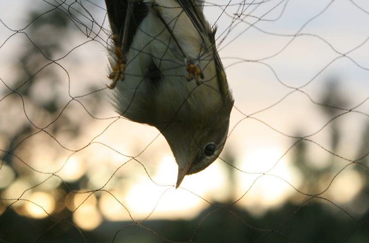 Rüyada kuş tuzağı görmek, rüyada tuzağa düşen kuşu izlemek, rüyada kuş tuzağını kurmak, rüyada tuzağı kaldırmak ve rüyada tuzağın boş olduğunu fark etmek.