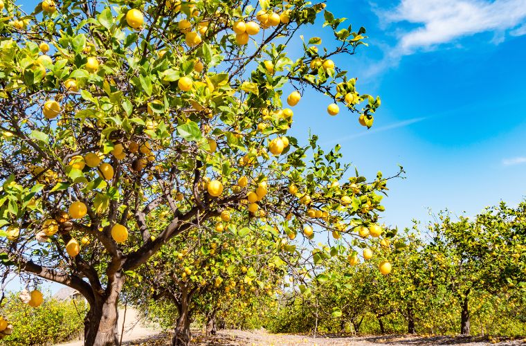 Rüyada limon ağacı görmek, rüyada limon ağacının gölgesinde oturmak, rüyada dallarında limon olan bir ağacı izlemek, rüyada limon ağacını budamak ve rüyada taze limonlarla dolu bir ağaç görmek.