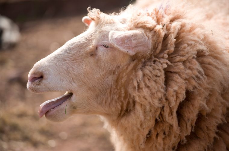 Rüyada melemek sesi duymak, rüyada hayvanların melediğini görmek, rüyada melemek sırasında huzur hissetmek ve rüyada bir grup hayvanın melediğini izlemek.