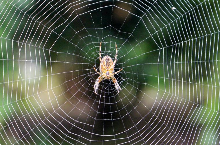 Rüyada örümceğin ağını görmek, rüyada örümceklerden korkarak kaçmak, rüyada örümcek yakalamak veya öldürmek ve rüyada örümceklerin sembolize ettiği korkuları hissetmek.