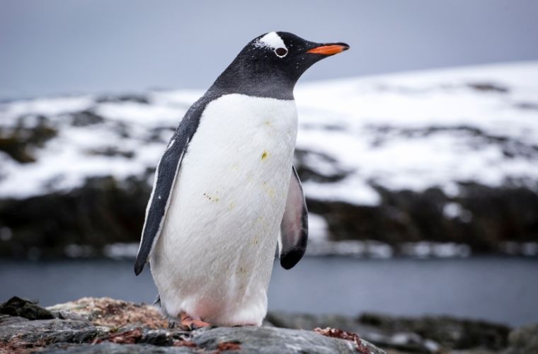 Rüyada penguen beslemek, rüyada penguen sürüsü görmek, rüyada penguenin yüzdüğünü görmek vb. rüya tabirleri.