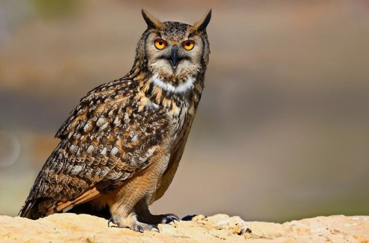 Rüyada puhu kuşu görmek, puhu kuşunun gece uçtuğunu görmek, puhu kuşu sesi duymak, puhu kuşuyla ilgili bir mesaj almak vb. rüya tabirleri.