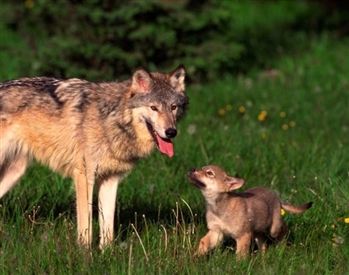 Ürümesini Bilmeyen Köpek Sürüye Kurt Getirir atasözü ne demek.