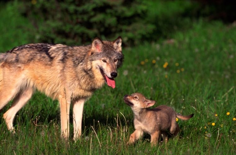 Ürümesini Bilmeyen Köpek Sürüye Kurt Getirir atasözünün anlamı.