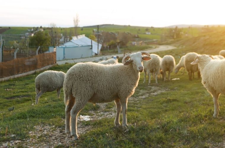 Vekalet yoluyla kurban kesmek. Kurban kesmek için vekil tayin etmek.