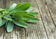 Rüyada Adaçayı Görmek Ne Anlama Gelir? Rüyada adaçayı görmek tabiri. Rüyada adaçayı toplamak. Rüyada adaçayı içmek.