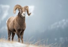 Rüyada Adak Görmek Ne Anlama Gelir? Rüyada adak kurbanı görmek. Rüyada adak kurbanı kesmek, dağıtmak, yemek ne anlama gelir.
