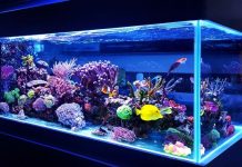 Rüyada Akvaryum Görmek Ne Anlama Gelir? Rüyada akvaryum görmek. Rüyada akvaryum görmenin manası ve tabiri.