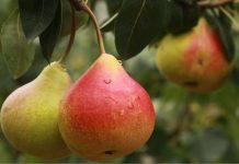 Rüyada Armut Görmek Ne Anlama Gelir? Rüyada armut görmek nasıl yorumlanır. Rüyada armut yemek. Rüyada armut ağacı görmek. Rüyada armut toplamak.