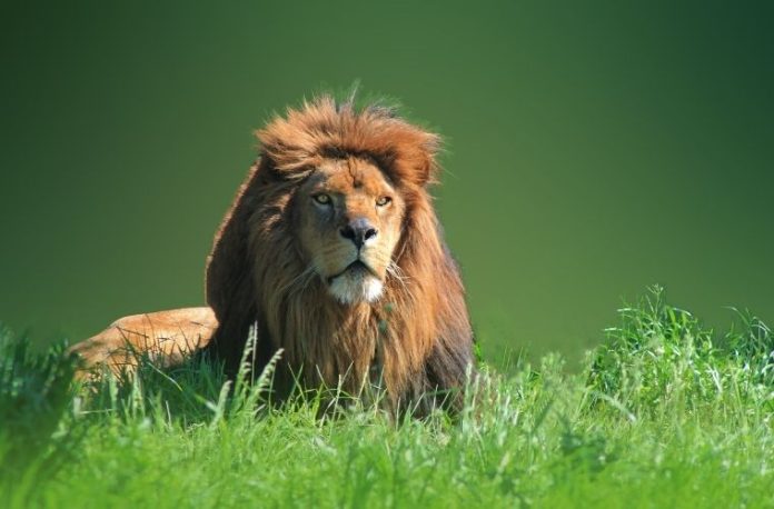 Rüyada aslan görmek. Rüyada aslan saldırması. Rüyada aslandan kaçtığını görmek. Rüyada aslan kovalaması.