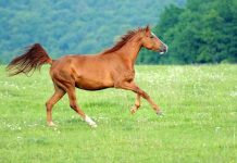Rüyada At Görmek Ne Anlama Gelir? Rüyada at görmek. Rüyada ata binmek. Rüyada at sürüsü görmek. Rüyada at kovalaması görmek. Rüyada at sevmek. Rüyada at ısırması görmek.