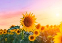 Rüyada Ayçiçeği Görmek Ne Anlama Gelir? Rüyada ayçiçeği görmek ne anlama gelir. Rüyada ayçiçeği hasadı görmek. Rüyada ayçiçeği yağı görmek. Rüyada ayçiçeği ekmek.